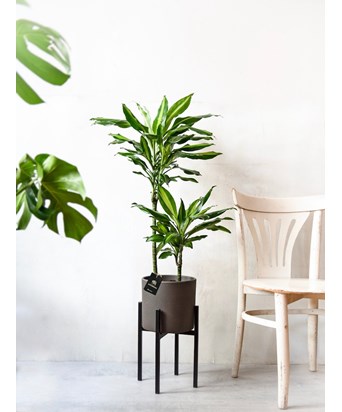 Ayaklı Saksıda Dracaena Lemon Lime 110 cm